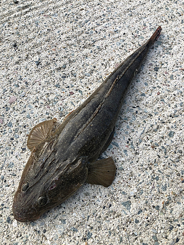 マゴチの釣果