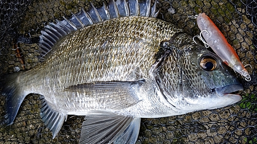 ミナミクロダイの釣果