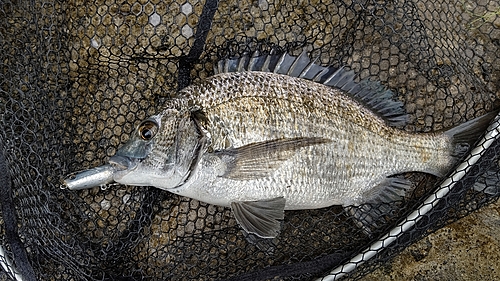 ミナミクロダイの釣果