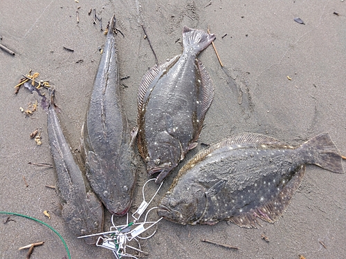 ヒラメの釣果