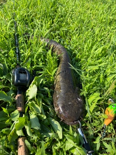 ナマズの釣果