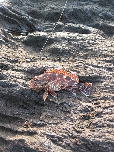 カサゴの釣果