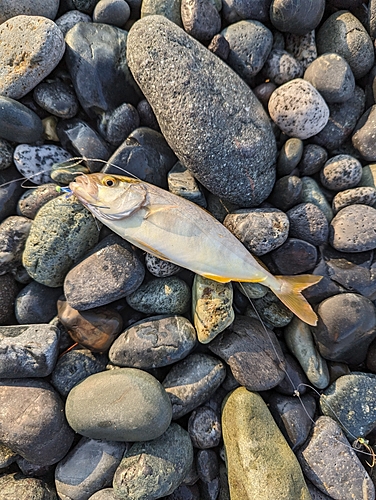 ショゴの釣果