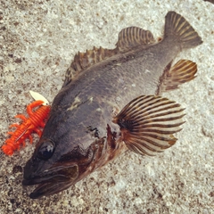 タケノコメバルの釣果