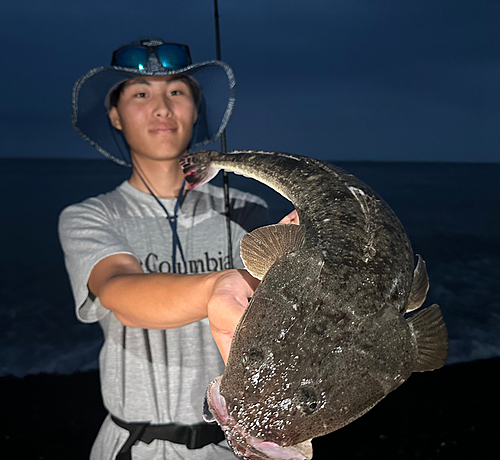 マゴチの釣果