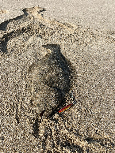 ヒラメの釣果