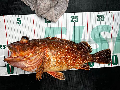 アヤメカサゴの釣果