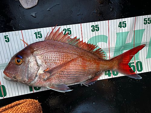 マダイの釣果