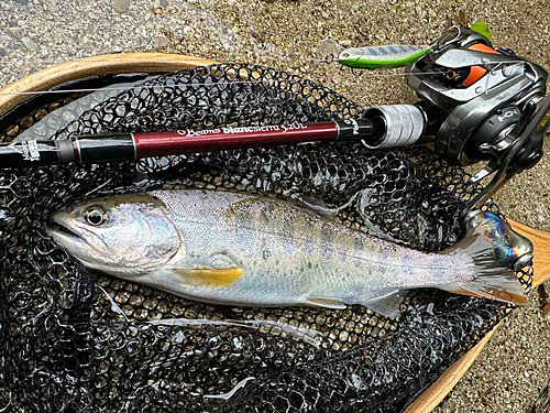 ヤマメの釣果