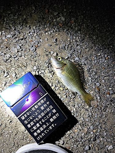 オキナワキチヌの釣果