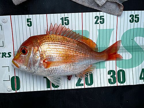 レンコダイの釣果
