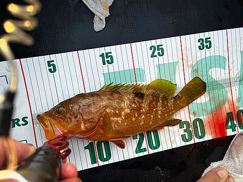 キジハタの釣果