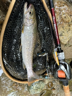 イワナの釣果