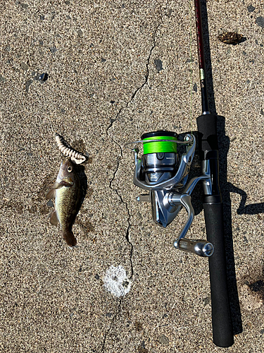 エゾメバルの釣果