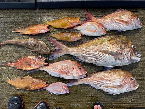 マダイの釣果