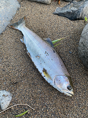 アマゴの釣果