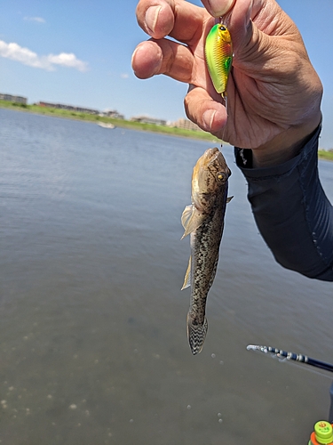 マハゼの釣果