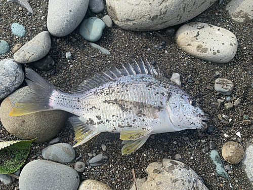 キビレの釣果