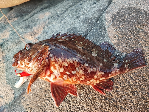 カサゴの釣果