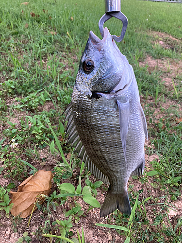 ミナミクロダイの釣果