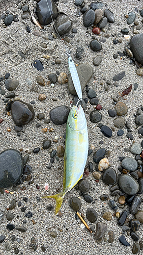 ワカシの釣果