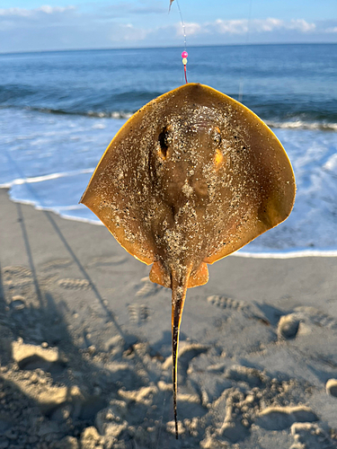 アカエイの釣果