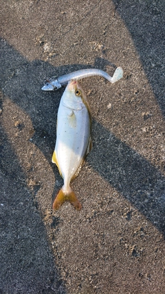 ショゴの釣果