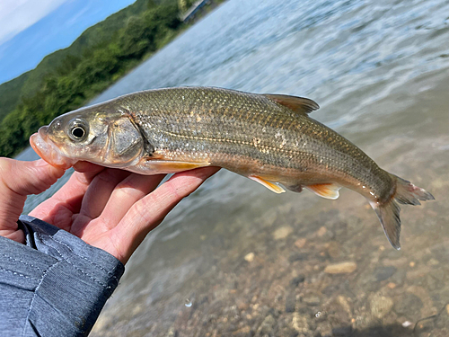 ウグイの釣果