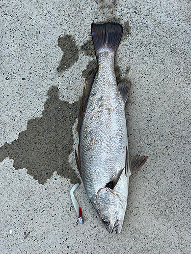 オオニベの釣果