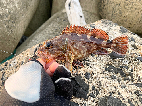 カサゴの釣果