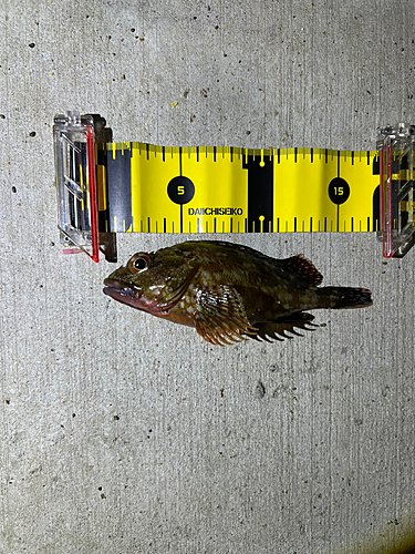 カサゴの釣果