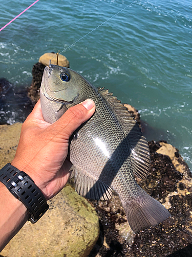 メジナの釣果