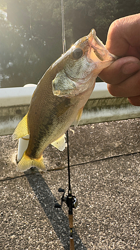 ブラックバスの釣果