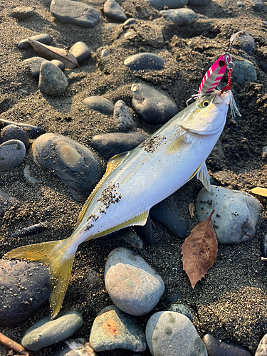 ワカシの釣果