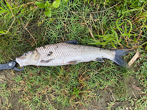 ニゴイの釣果