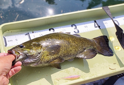 スモールマウスバスの釣果