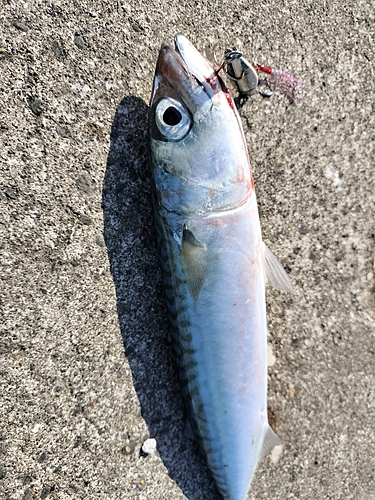 サバの釣果