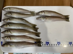 シロギスの釣果