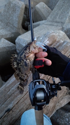 タケノコメバルの釣果