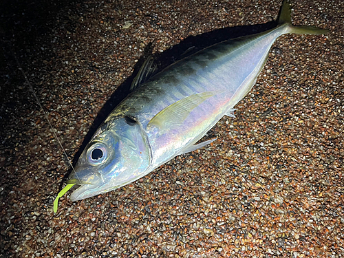 マアジの釣果