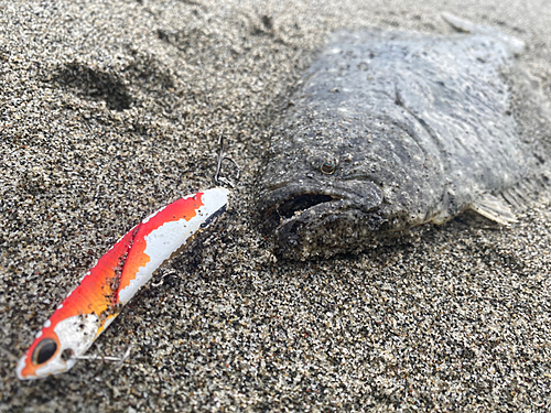 ヒラメの釣果