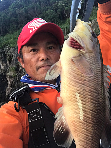 コブダイの釣果