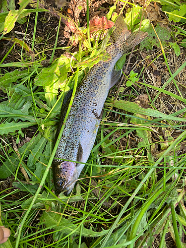 ニジマスの釣果