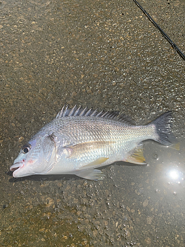 キビレの釣果