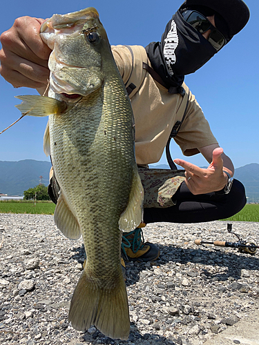 ラージマウスバスの釣果