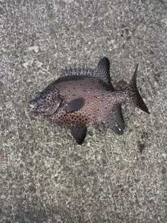 イシガキダイの釣果