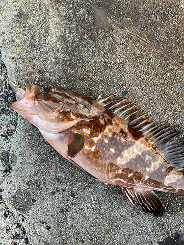 キジハタの釣果