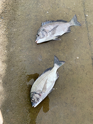 チヌの釣果