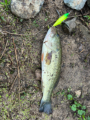 ブラックバスの釣果