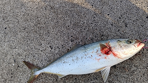 ヤズの釣果